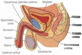 prostata operation