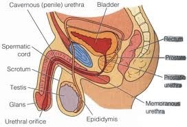 urinară retenție urinară la bărbați)