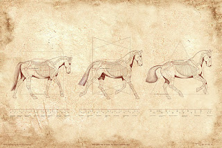 Print Equine by C. Twomey