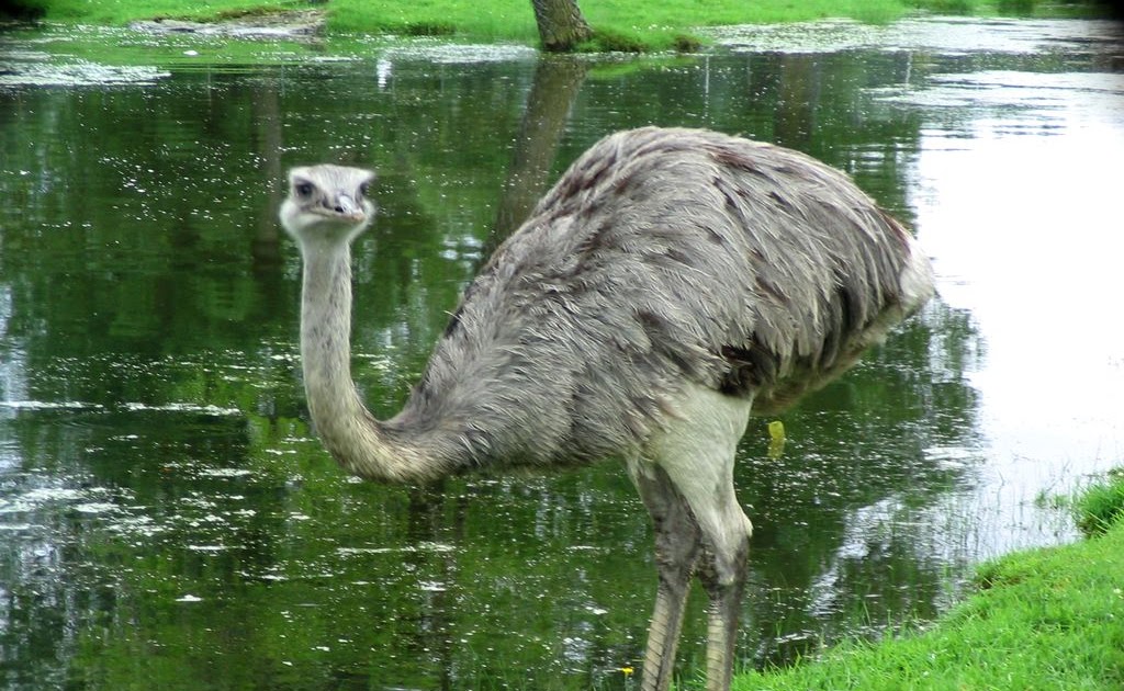 Creative Article Writing: Halal Ostrich