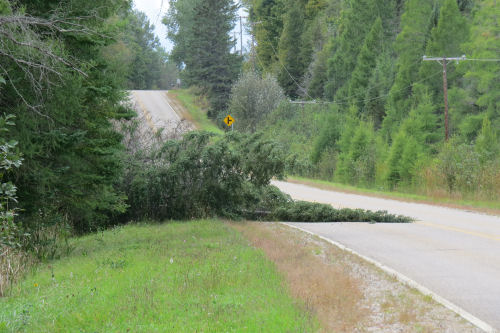 tree in road