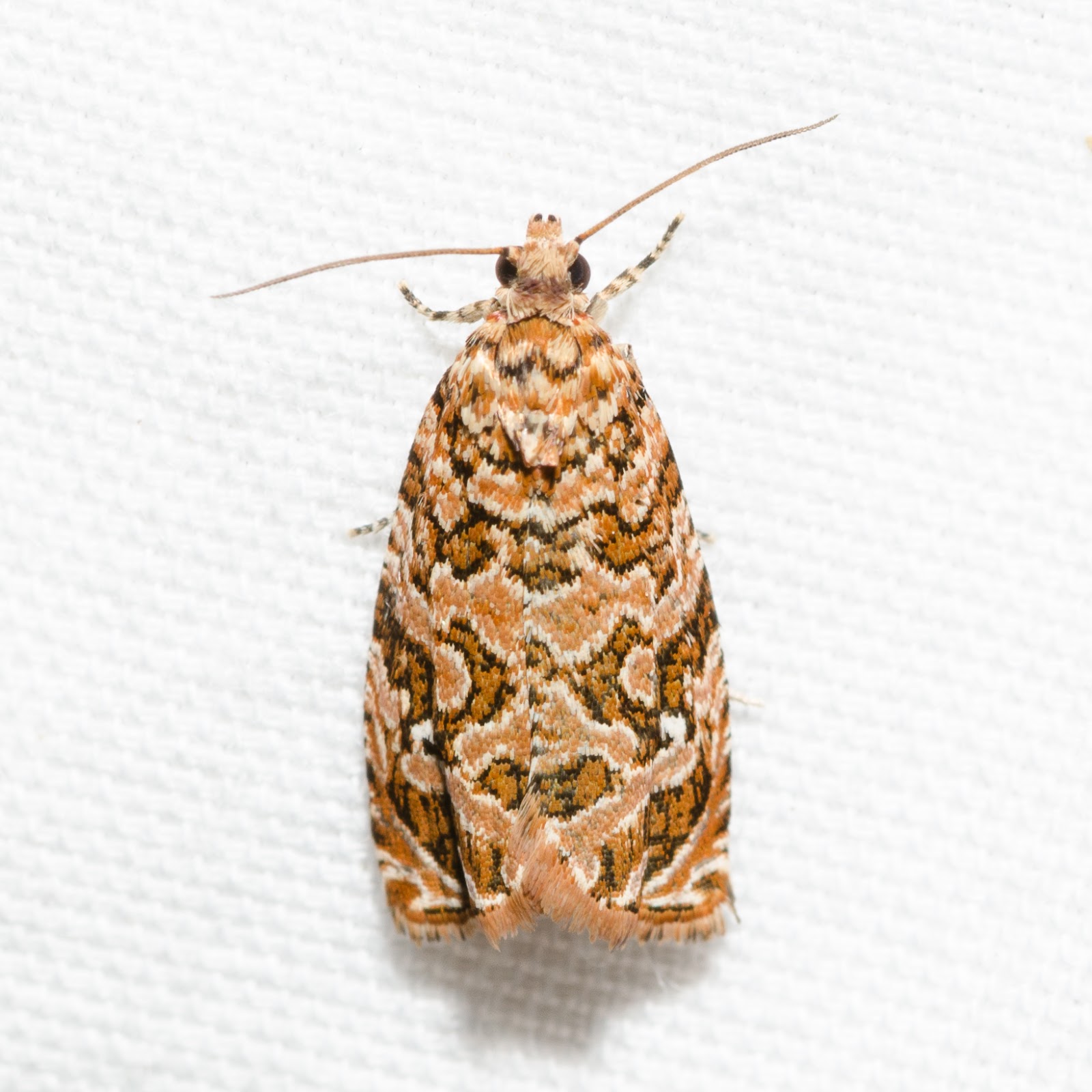 Labyrinth Moth (Phaecasiophora niveiguttana) Ohio