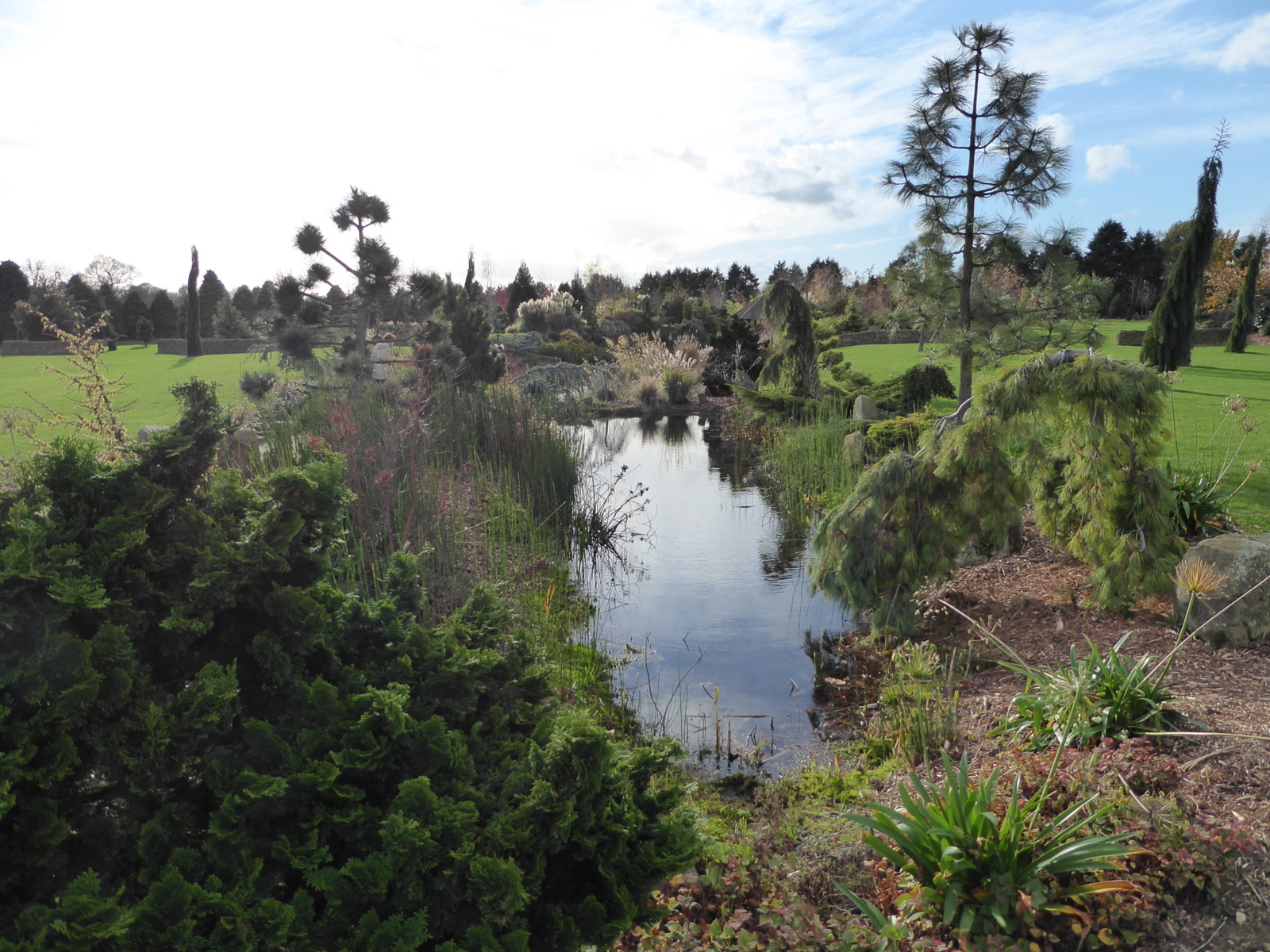 Galanthus Walkers Garden Centre, Doncaster, 16th November 2015