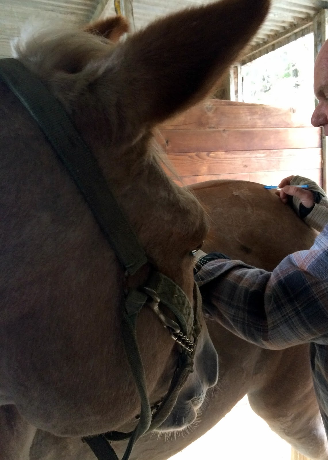 Horse Chiropractor DIY Horse Ownership