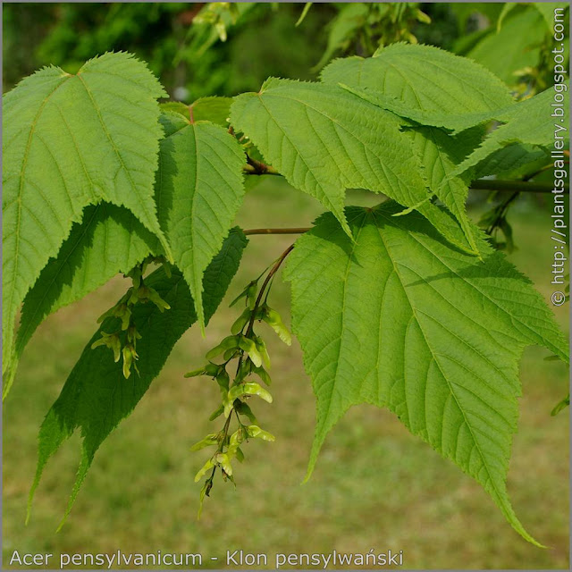 Acer pensylvanicum fruits - Klon pensylwański owoce