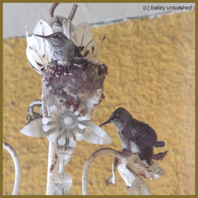 baby hummingbird getting ready to leave the nest | via baileyunleashed.com
