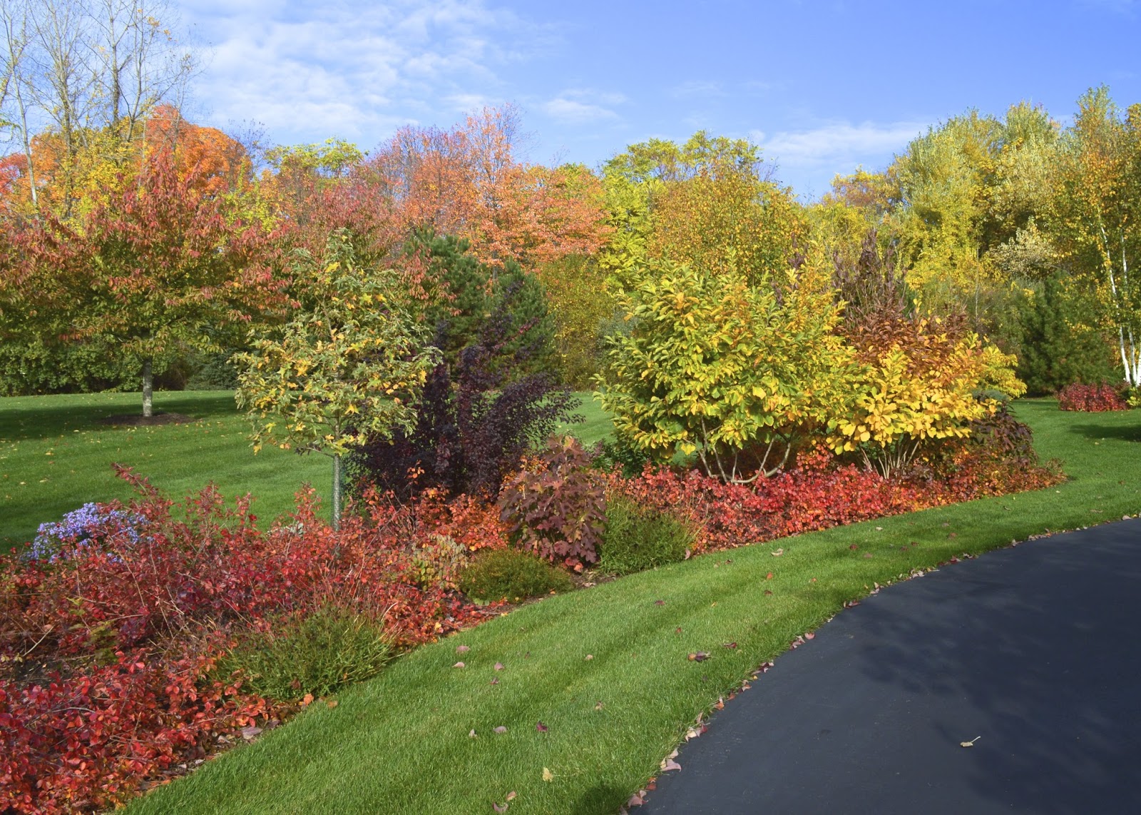 Plant Inventory at 20 Timothy Rhus aromatica / Fragrant Sumac