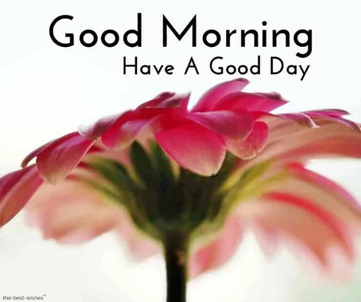 good morning images of flowers