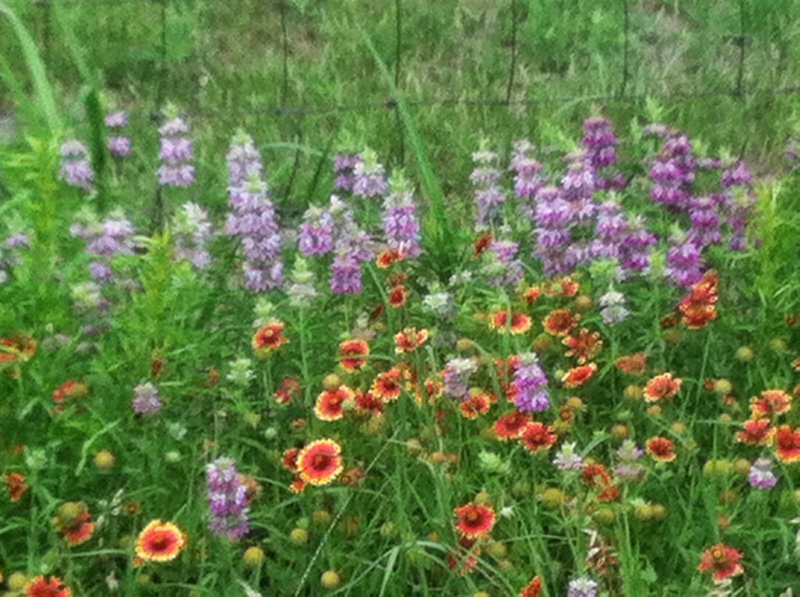 Waco Mom Wildflower Watch June