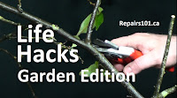 using secateurs to prune stems