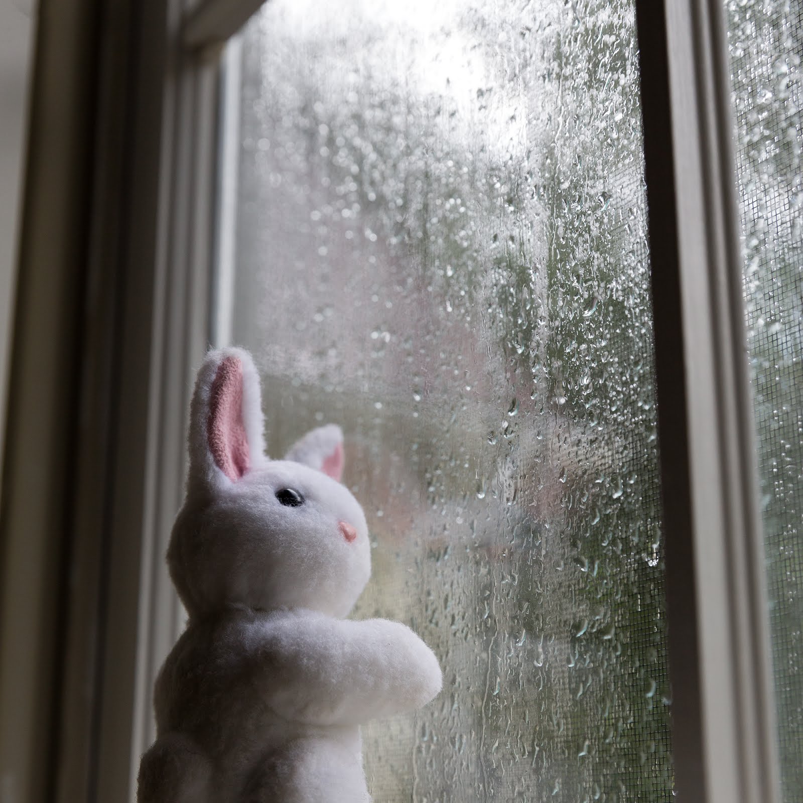 Raindrops on the Window
