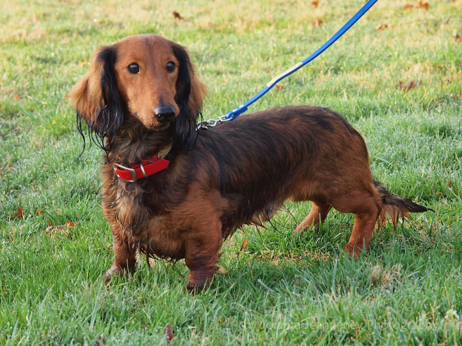 coopercraft dachshund