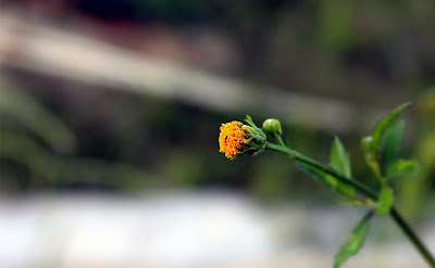 Foto Bunga Macro Dengan Camera Canon EOS 700D