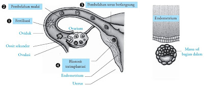 Proses fertilisasi hingga implantasi embrio