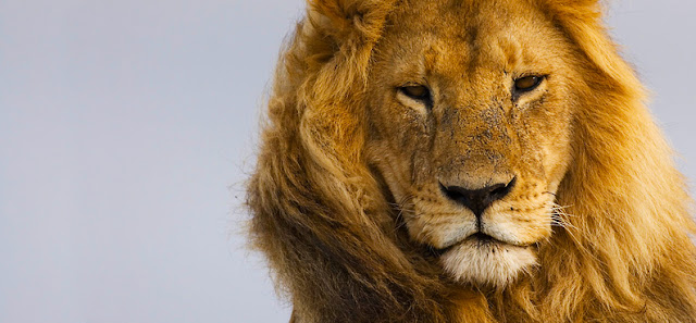 Forgive My Ignorance: Who Cares About Cecil The Lion.