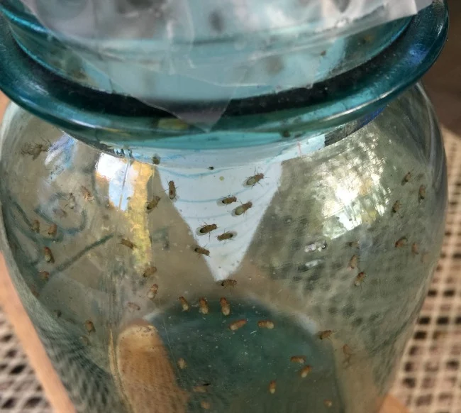 The Best Homemade Fruit Fly Trap - Crafty Morning