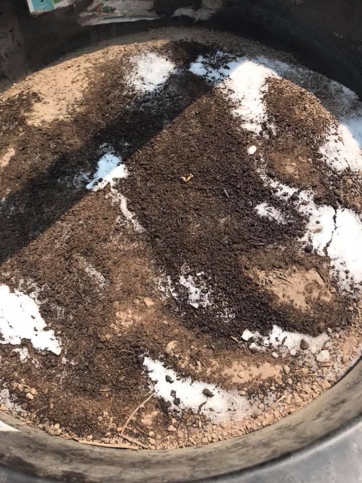 Skye Goode Waxed Dirt Making for Cold Weather Canine Trapping Solar