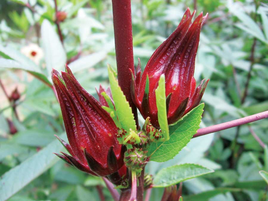 Buddha Teas USDA Certified Organic Teas Lower Blood Pressure buddha-teas-usda-certified-organic-teas-lower-blood-pressure