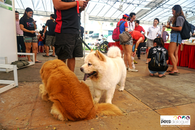 Chow Chow Golden Retriever Singapore Pets