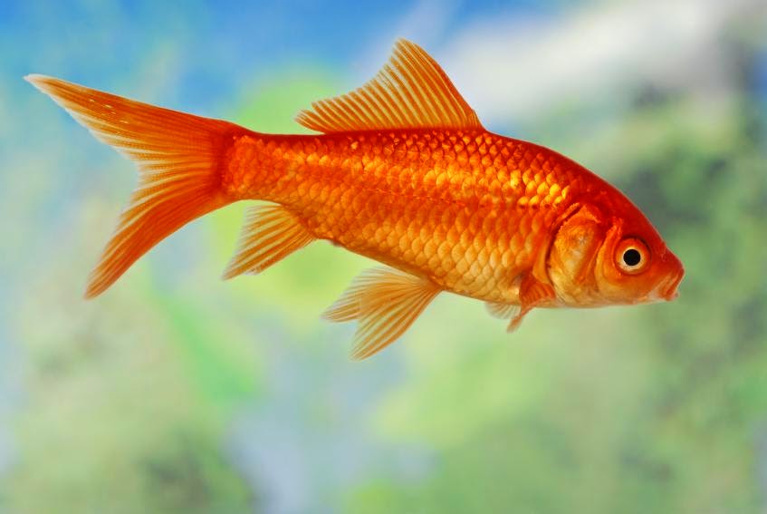 Varian Ikan  Mas Hias Paling Populer Aqua Scap