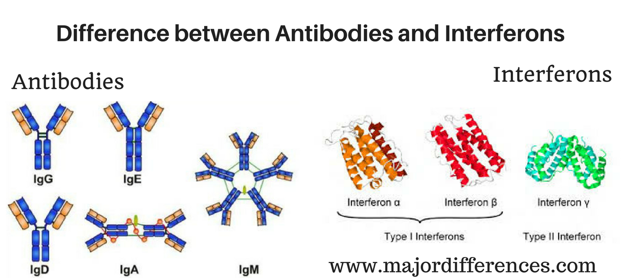 Difference between Antibodies and Interferons (Antibodies vs