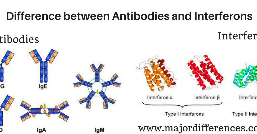 Difference between Antibodies and Interferons (Antibodies vs