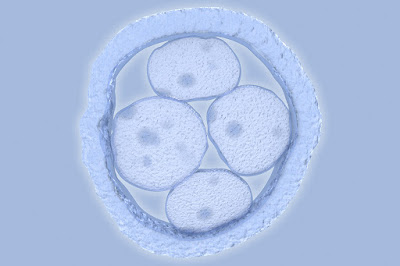 embryogetty.jpg