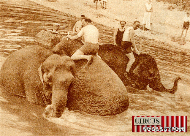 le bain des éléphants avec Charles Knie 