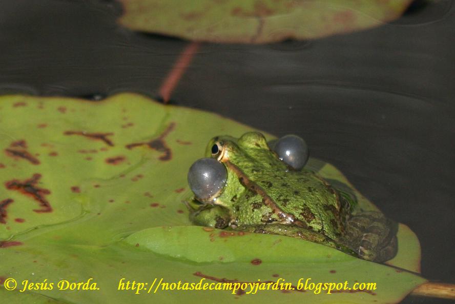 Notas de campo y jardín Las ranas del jardín. Puestas a poner huevos.