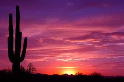 cactus tree Phoenix Arizona pink sunset