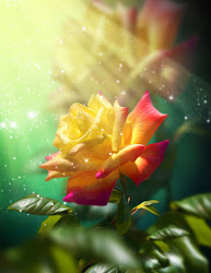 Banco de Imágenes: La rosa más hermosa del mundo by