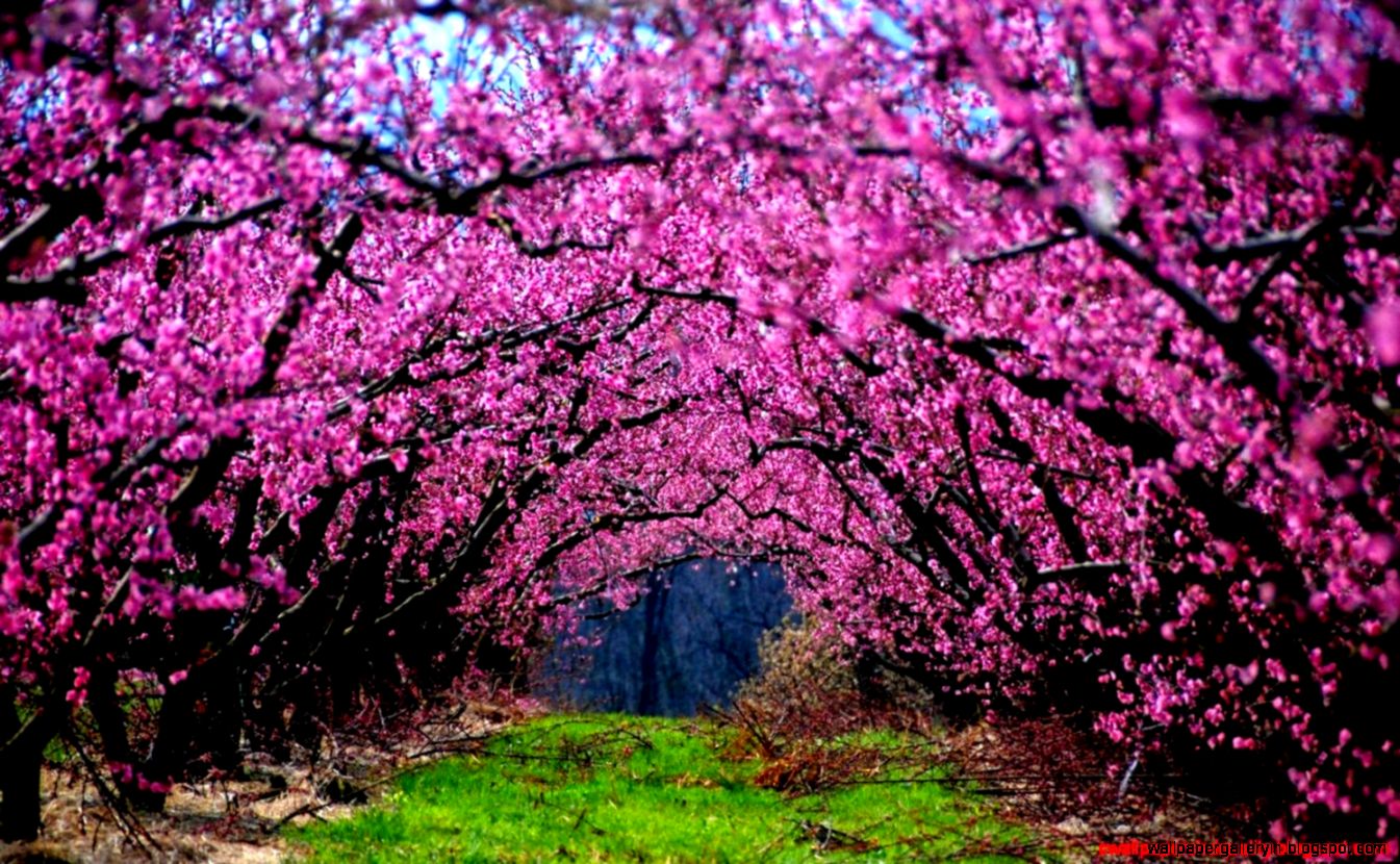 Pink Flowering Trees with Flowers