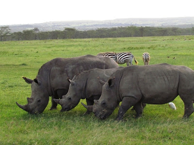 rinoceronte, animal africa, animals africa, animales africa, África, kenya