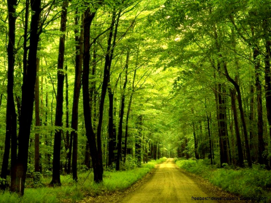 Forest Desktop Wallpaper   Desktop Backgrounds