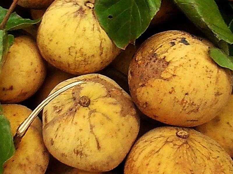 fruit names starting with s fruit names a z with pictures five letter fruits