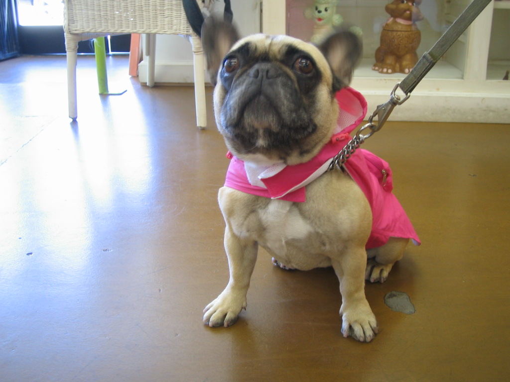 Venicepets TODAY S CUSTOMER RUBY FRENCH BULLDOG