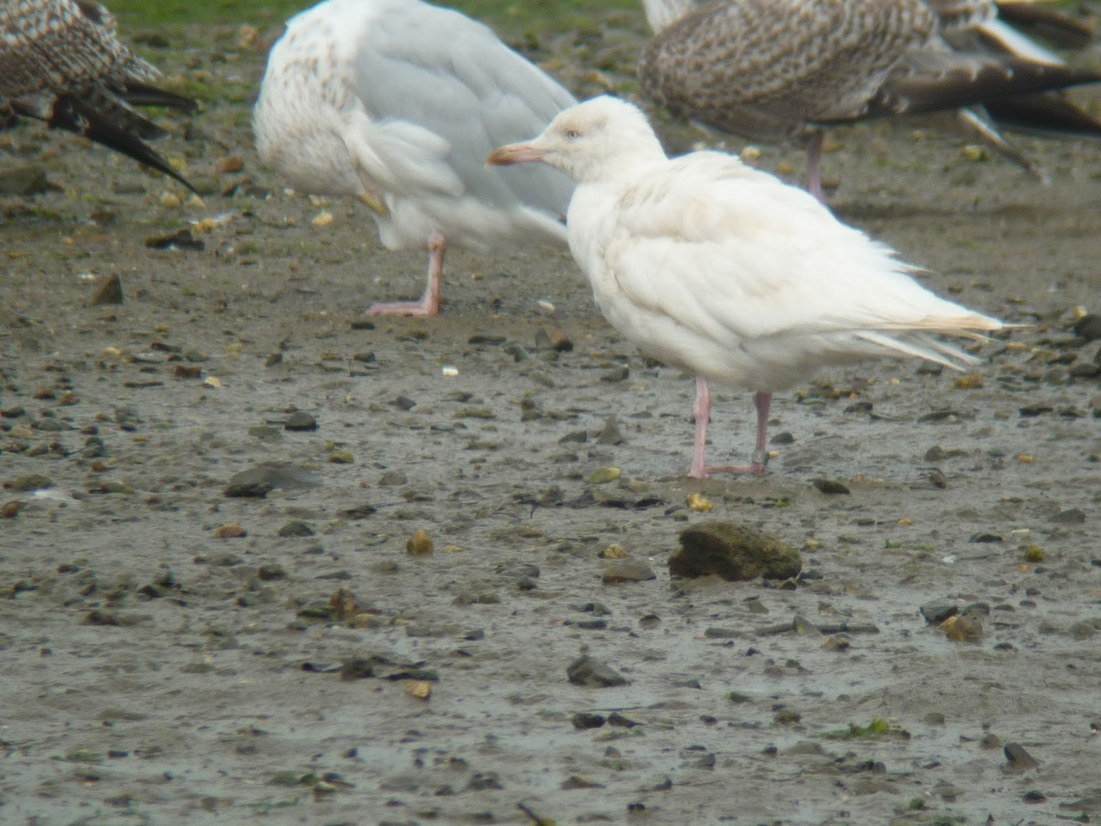 Pembrokeshire Birds White Gull at Newport
