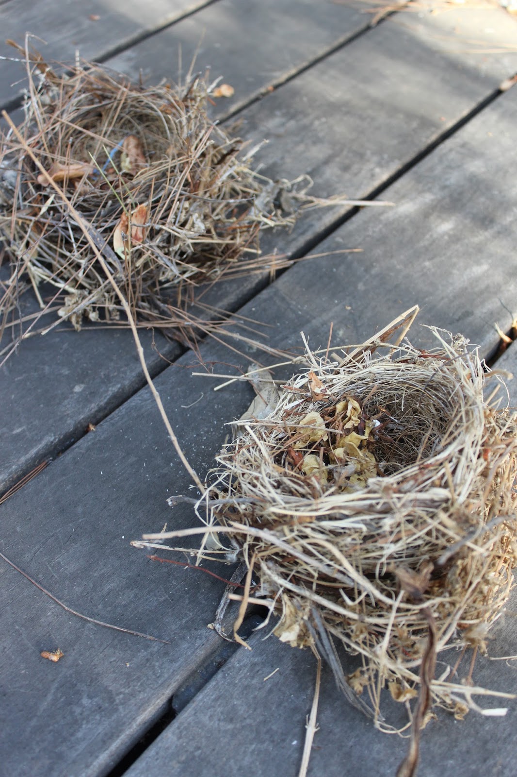 What Grows in Fullerton? Unidentified birds' nests, possibly northern mockingbird?
