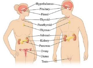 Sistem Endokrin pada Manusia - berbagaireviews.com