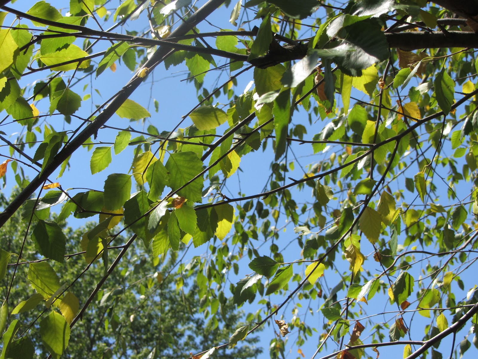 Paper Cut Screams My Birch Trees Are Dropping Leaves