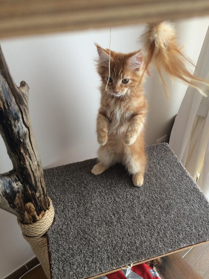 Comment Savoir Si Un Chat Va Bientot Accoucher Tu Peux Pas Comprendre, T'es Pas Un Chat : #TPPCTPUC - Toutes les