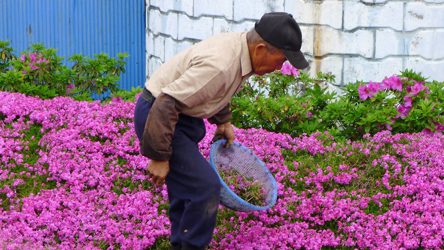Thousands of scented flowers over two years - Loving Husband Spends 2 Years Planting Thousands Of Flowers For His Blind Wife To Smell Thousands of scented flowers over two years - Loving Husband Spends 2 Years Planting Thousands Of Flowers For His Blind Wife To Smell