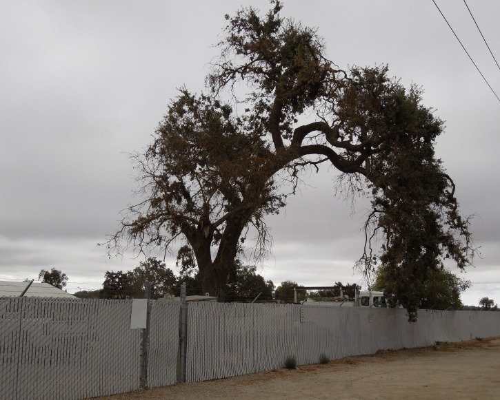 Arching Oak Near Train Station in Paso Robles, © B. Radisavljevic Where to See Photogenic Oak Trees in Paso Robles, California
