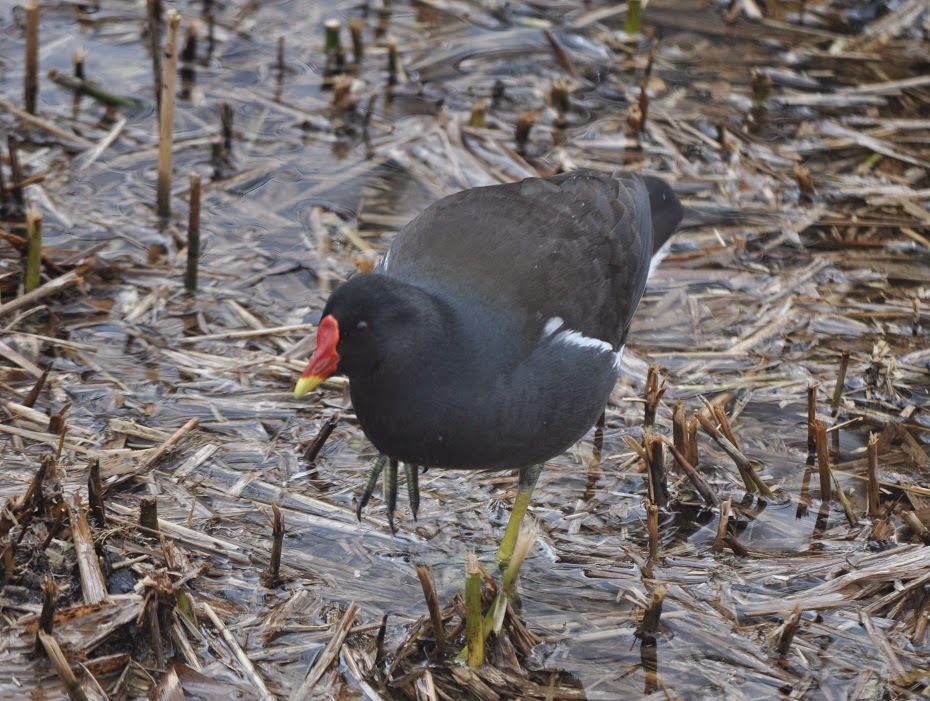 ZOOTOGRAFIANDO (MI COLECCIÓN DE FOTOS DE ANIMALES) POLLA DE AGUA