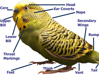 Budgie Information
