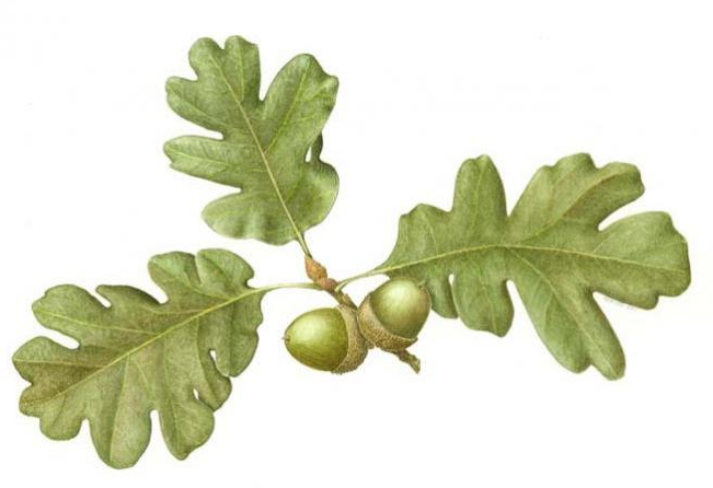 Схема листа дуба. Лист дуба на белом фоне. Лист дуба маленький. Листья дуба срезка. Листья дуба с двух сторон.