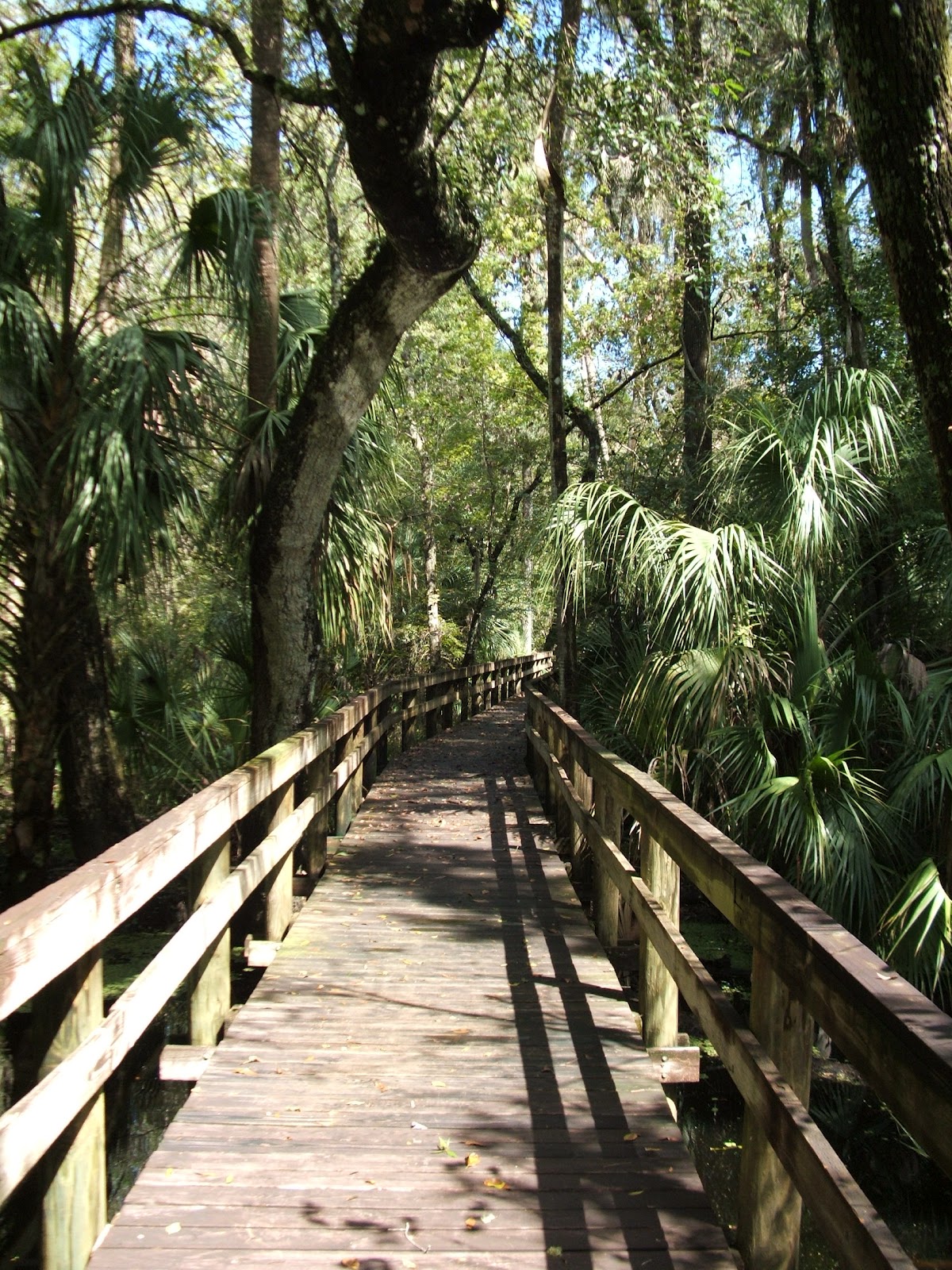 Rediscovering Florida: Morris Bridge Wilderness Park RDF-13