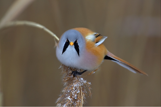 Meet The Bearded Reedling, The Adorable Round Bird That Looks Straight ...