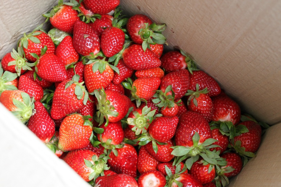 maggie+boyd Sweet As Strawberries