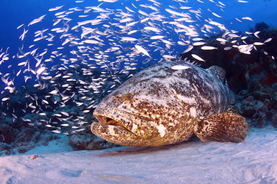 goliath-grouper-doug-kahle-underwater-photography